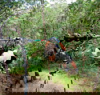 TreeTop Challenge - South Australia Travel