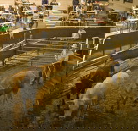 Wagga Wagga Livestock Marketing Centre - South Australia Travel