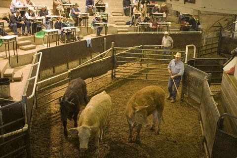 Wagga Wagga Livestock Marketing Centre - South Australia Travel 0