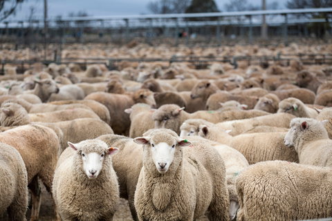 Wagga Wagga Livestock Marketing Centre - South Australia Travel 1