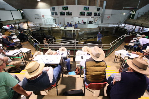 Wagga Wagga Livestock Marketing Centre - South Australia Travel 2