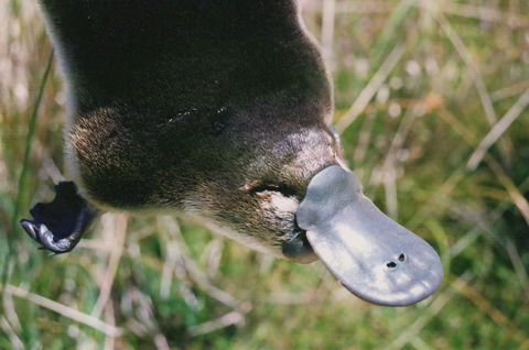 Warrawong Wildlife Sanctuary - South Australia Travel 0