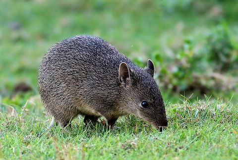 Warrawong Wildlife Sanctuary - South Australia Travel 1