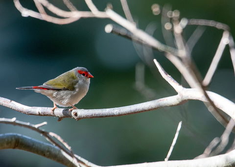 Warrawong Wildlife Sanctuary - South Australia Travel 2