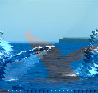 Whale Watching on Keswick Island - South Australia Travel