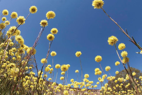 Wineries And Wildflowers - South Australia Travel 2