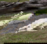 Yarra Valley Nocturnal Zoo - South Australia Travel