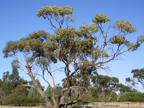 Australian Inland Botanic Gardens - South Australia Travel 1