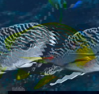 Beaver Reef Dive Site - South Australia Travel