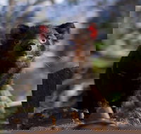 Bonorong Wildlife Sanctuary - South Australia Travel