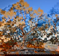 Burke and Wills Dig Tree - South Australia Travel