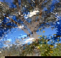 Euroa Arboretum - South Australia Travel