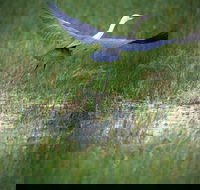 Germein Reserve - South Australia Travel