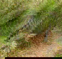 Grass Tree Circuit - South Australia Travel