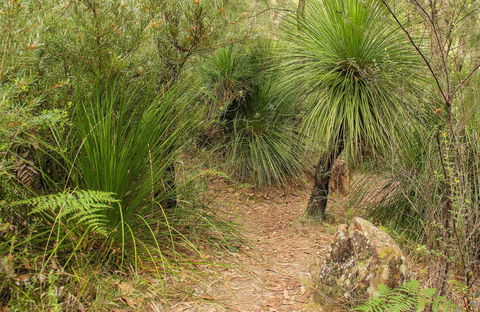 Grass Tree Circuit - South Australia Travel 0