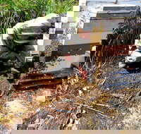 Honey Tasmania - The Beehive - South Australia Travel