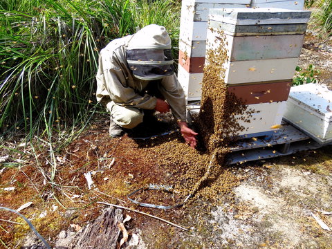 Honey Tasmania - The Beehive - South Australia Travel 0