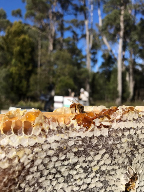 Honey Tasmania - The Beehive - South Australia Travel 1