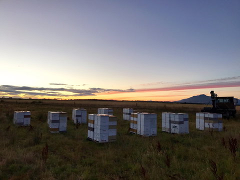 Honey Tasmania - The Beehive - South Australia Travel 2