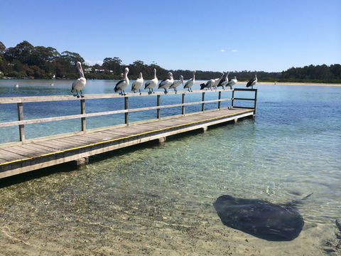 Kayaking Tomaga River - South Australia Travel 2