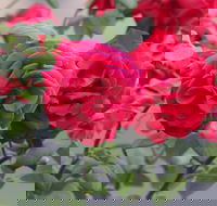 Lismore Community Gardens - South Australia Travel