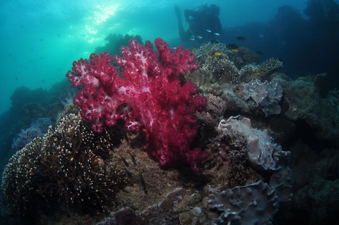 Luncheon Bay Dive Site - South Australia Travel 0