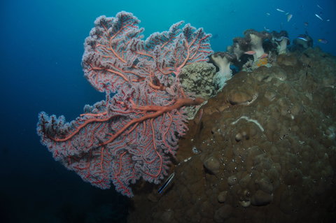 Luncheon Bay Dive Site - South Australia Travel 1