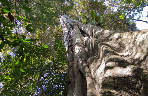 Moore Park Nature Reserve - South Australia Travel 0