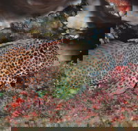 Nine Mile Reef Dive Site - South Australia Travel