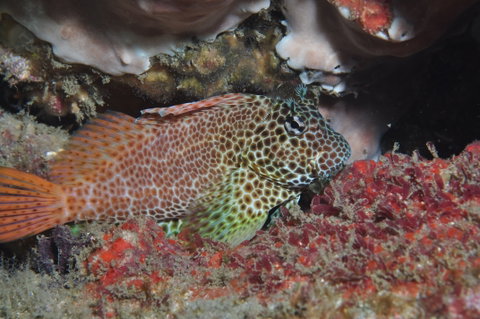 Nine Mile Reef Dive Site - South Australia Travel 0