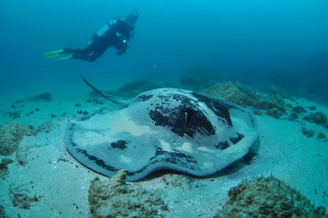 Nine Mile Reef Dive Site - South Australia Travel 1