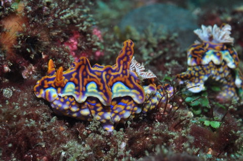 Nine Mile Reef Dive Site - South Australia Travel 2