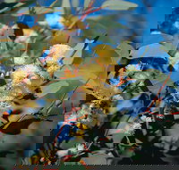 Norseman - South Australia Travel