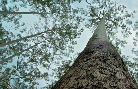 O'Sullivans Gap Picnic Area - South Australia Travel 0