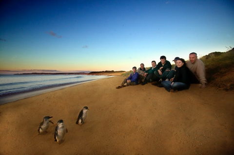 Phillip Island - South Australia Travel 2