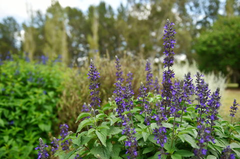 Picton Botanic Gardens - South Australia Travel 1