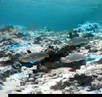 Purdy Point - South Australia Travel