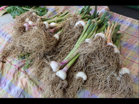 Queanbeyan Park Market - South Australia Travel 0