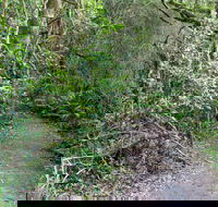 Rainforest Walking Track Roberston Nature Reserve - South Australia Travel