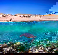 Snorkel the Ningaloo Reef - South Australia Travel
