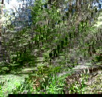 Tyers Park - South Australia Travel