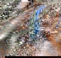 Barmah Forest Heritage and Education Centre - Nathalia - South Australia Travel