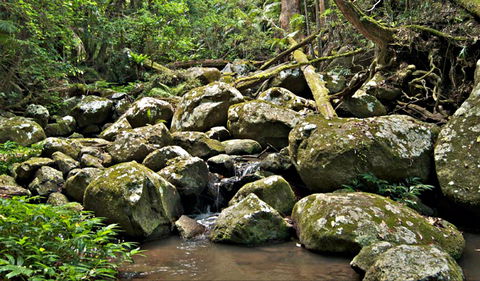 Booyong Walking Track - South Australia Travel 0