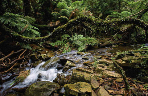 Budderoo National Park - South Australia Travel 0