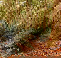 Burrawang Walking Track - South Australia Travel