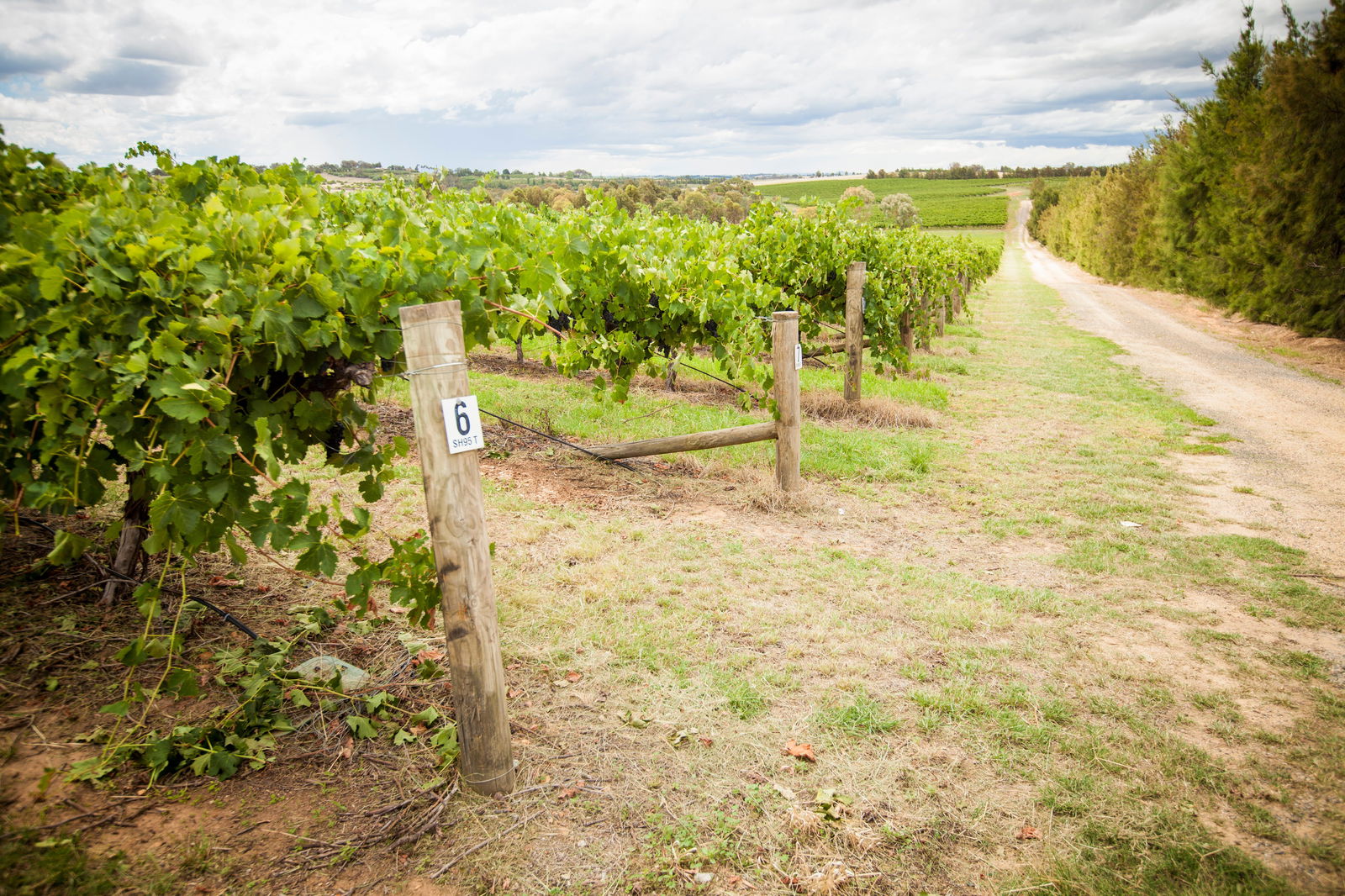Young NSW South Australia Travel