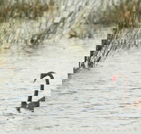 Little Llangothlin Picnic Area - South Australia Travel