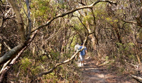 Lyrebird Dell Walking Track - South Australia Travel 0