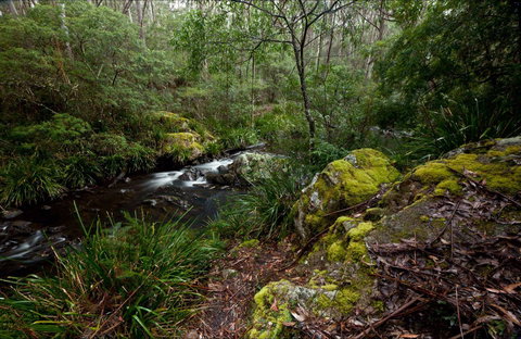 Mongarlowe River Picnic Area - South Australia Travel 0