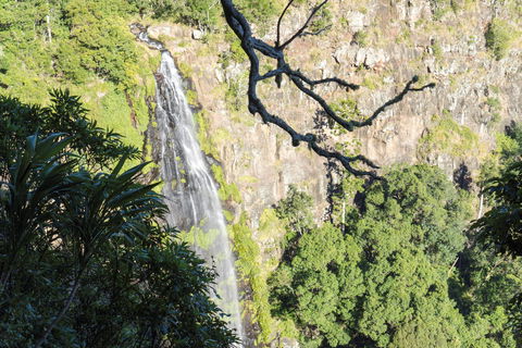 Morans Falls Track, Lamington National Park - South Australia Travel 0